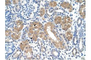 FAH antibody was used for immunohistochemistry at a concentration of 4-8 ug/ml to stain Epithelial cells of renal tubule (arrows) in Human Kidney. (FAH anticorps)