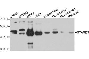 Western blot analysis of extracts of various cell lines, using STARD3 antibody. (STARD3 anticorps)