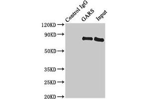 Immunoprecipitating GARS in HL60 whole cell lysate Lane 1: Rabbit control IgG instead of (1 μg) instead of ABIN7154194 in HL60 whole cell lysate. (GARS anticorps  (AA 1-389))