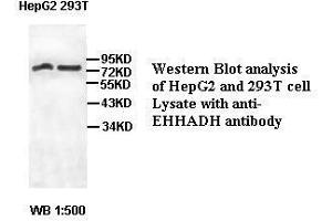 Image no. 2 for anti-Enoyl-CoA, Hydratase/3-Hydroxyacyl CoA Dehydrogenase (EHHADH) antibody (ABIN791209) (EHHADH anticorps)