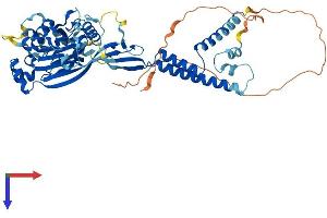 AlphaFold protein structure predicition of Mouse Recombinant Asic4 Protein, UniprotID Q7TNS7