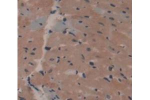 IHC-P analysis of Kidney tissue, with DAB staining. (APOA1BP anticorps  (AA 54-282))