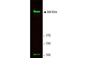 Western blot using Rif1 polyclonal antibody  shows detection of a band ~ 265 KDa corresponding to mouse Rif1 (arrowhead). (RIF1 anticorps  (AA 2406-2419))