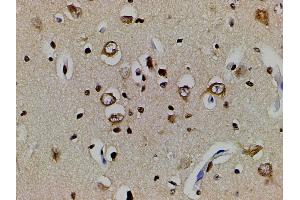 ABIN6277691 at 1/200 staining human brain tissue sections by IHC-P. (Ephrin B2 anticorps  (C-Term))