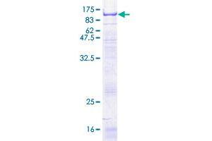 Image no. 1 for Selectin E (SELE) (AA 1-610) protein (GST tag) (ABIN1319441)
