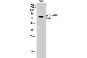 Western Blot analysis of VEC cells with Phospho-Smad2/3 (Thr8) Polyclonal Antibody