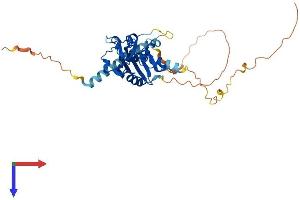 AlphaFold protein structure predicition of Human Recombinant AEN Protein, UniprotID Q8WTP8