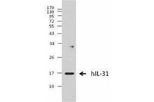 Western Blotting (WB) image for anti-Interleukin 31 (IL31) antibody (ABIN2665158) (IL-31 anticorps)