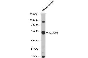 Western blot analysis of extracts of mouse kidney, using SLC30 antibody (ABIN6134927, ABIN6147967, ABIN6147970 and ABIN6225290) at 1:1000 dilution. (SLC30A1 anticorps  (AA 250-350))
