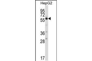 Western blot analysis in HepG2 cell line lysates (35ug/lane). (SLC30A1 anticorps  (C-Term))