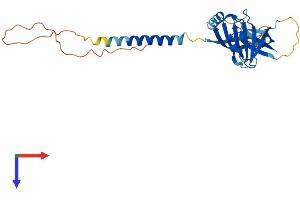 AlphaFold protein structure predicition of Human Recombinant ITM2B Protein, UniprotID Q9Y287