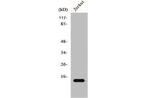 Western Blot analysis of Jurkat cells using GADD 45γ Polyclonal Antibody (GADD45G anticorps  (C-Term))