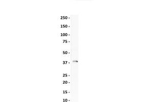 lane 1:  Human Testis   primary antibody: SOX4 antibody - N-terminal region    primary antibody dilution:  1:1000   secondary antibody:  goat anti-rabbit-HRP   secondary antibody dilution:  1:10,000   blocking buffer:  3% milk in TBST   Actual Primary Conc (mg/mL):  1.