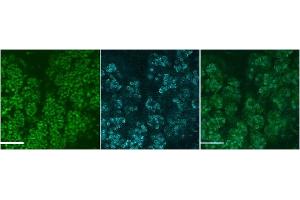 ABIN2563964 (4ug/ml) staining of Mouse SubMandibular Gland cells at E18. (MUC19 anticorps  (Internal Region))