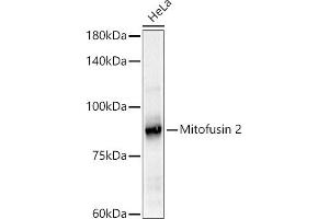 Western blot analysis of extracts of HeLa cells, using Mitofusin 2 antibody (ABIN6133825, ABIN6143800, ABIN6143803 and ABIN6216518) at 1:500 dilution.