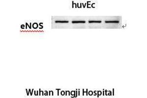 Western Blot (WB) analysis: Please contact us for more details.