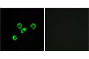 Immunofluorescence analysis of MCF7 cells, using OR10Z1 Antibody. (OR10Z1 anticorps  (AA 201-250))