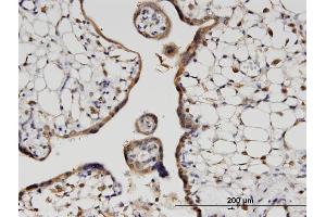 Immunoperoxidase of monoclonal antibody to HOOK3 on formalin-fixed paraffin-embedded human placenta. (HOOK3 anticorps  (AA 622-718))
