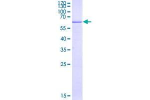 Image no. 1 for HLA Class I Histocompatibility Antigen, alpha Chain G (HLAG) (AA 1-338) protein (GST tag) (ABIN2752819)