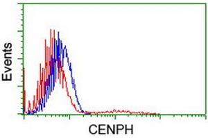 Image no. 2 for anti-Centromere Protein H (CENPH) antibody (ABIN1497472) (CENPH anticorps)