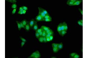 Immunofluorescence staining of HepG2 cells with ABIN7167140 at 1:133, counter-stained with DAPI.