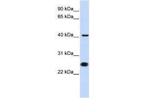 CDC25C antibody (70R-10478) used at 0. (CDC25C anticorps  (N-Term))