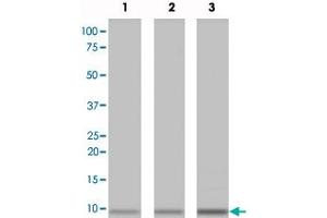 Western blot analysis of recombinant Metallothionein protein with Metallothionein monoclonal antibody, clone N11-G .