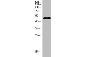 Western Blot analysis of hela cells using primary antibody diluted at 1:500(4 °C overnight). (C1RL anticorps  (AA 371-420))