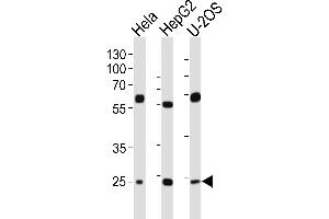 Western blot analysis of lysates from Hela, HepG2, U-2OS cell line (from left to right), using TFAM Antibody at 1:1000 at each lane. (TFAM anticorps  (C-Term))