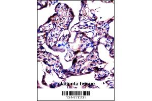 STS Antibody immunohistochemistry analysis in formalin fixed and paraffin embedded human placenta tissue followed by peroxidase conjugation of the secondary antibody and DAB staining.