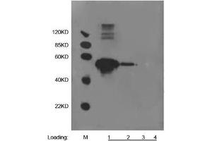 Lane 1: 500 ng Multiple Tag (Purified) (ABIN1536315) Lane 2: 100 ng Multiple Tag (Purified) (ABIN1536315) Lane 3: 20 ng Multiple Tag (Purified) (ABIN1536315) Lane 4: 20 µL 293 cell lysatePrimary antibody: 1 µg/mL Anti-HA-tag [Biotin] Monoclonal Antibody (Mouse) (ABIN387713) Secondary antibody: Goat Anti-Mouse IgG (H&L) [HRP] Polyclonal Antibody (ABIN398387, 1: 10,000) (alpha Tubulin anticorps)