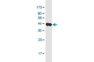 Western Blot detection against Immunogen (37.