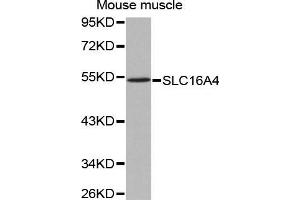 Western Blotting (WB) image for anti-Solute Carrier Family 16 (Monocarboxylic Acid Transporters), Member 4 (SLC16A4) (AA 250-350) antibody (ABIN3023454) (SLC16A4 anticorps  (AA 250-350))