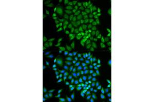 Immunofluorescence (IF) image for anti-Glutaredoxin 1 (GRX1) antibody (ABIN1876503) (Glutaredoxin 1 anticorps)