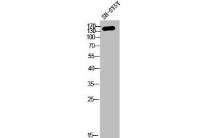 Western Blot analysis of SH-SY5Y cells using COL4A2 Polyclonal Antibody