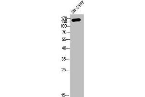 Western Blot analysis of SH-SY5Y cells using COL4A2 Polyclonal Antibody (COL4a2 anticorps  (N-Term))