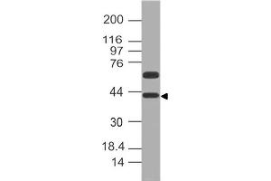 Image no. 1 for anti-Developmental Pluripotency Associated 4 (DPPA4) (AA 1-206) antibody (ABIN5027166) (DPPA4 anticorps  (AA 1-206))