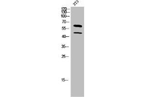 Western Blot analysis of 3T3 cells using M-CSF Polyclonal Antibody (M-CSF/CSF1 anticorps  (C-Term))