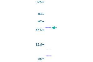 Mitochondrial Ribosomal Protein S23 (MRPS23) (AA 1-190) protein (GST tag)