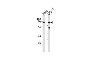 FOXO3 Antibody (N-term) (ABIN657229 and ABIN2846331) western blot analysis in Hela,MCF-7 cell line lysates (35 μg/lane). (FOXO3 anticorps  (N-Term))