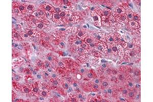 Anti-GPN1 / XAB1 antibody IHC of human adrenal.