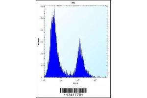 IRF4 antibody flow cytometric analysis of 293 cells (right histogram) compared to a negative control (left histogram).