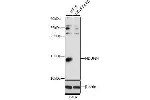 Western blot analysis of extracts from normal (control) and NDUFB4 knockout (KO) HeLa cells using NDUFB4 Polyclonal Antibody at dilution of 1:1000. (NDUFB4 anticorps)