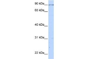 WB Suggested Anti-CALD1 Antibody Titration:  0. (Caldesmon anticorps  (C-Term))
