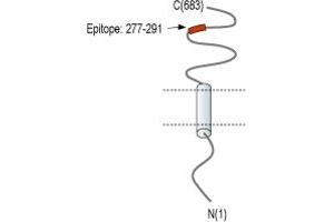 Representative domain view of the target of ABIN7885475.