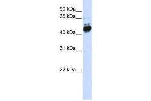 Western Blotting (WB) image for anti-Transcription Factor AP-2 beta (Activating Enhancer Binding Protein 2 Beta) (TFAP2B) antibody (ABIN2459994)
