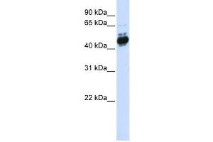 Western Blotting (WB) image for anti-Transcription Factor AP-2 beta (Activating Enhancer Binding Protein 2 Beta) (TFAP2B) antibody (ABIN2459994) (TFAP2B anticorps)