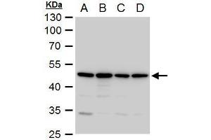 WB Image Annexin VII antibody detects Annexin VII protein by western blot analysis. (Annexin VII anticorps)