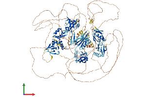 AlphaFold protein structure predicition of Mouse Recombinant Magi1 Protein, UniprotID Q6RHR9