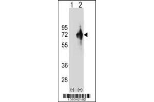 Western blot analysis of KLHDC4 using rabbit polyclonal KLHDC4 Antibody using 293 cell lysates (2 ug/lane) either nontransfected (Lane 1) or transiently transfected (Lane 2) with the KLHDC4 gene. (KLHDC4 anticorps  (AA 237-265))